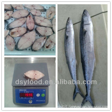 frozen spanish mackerel steak